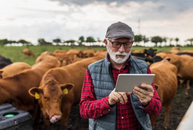 Mature farmer holding tablet in front of Red Angus cattle on ranch clipart