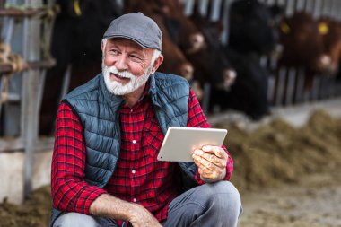 Çiftlikte Kırmızı ve Siyah Angus 'un önünde tablet kullanan olgun bir çiftçi.