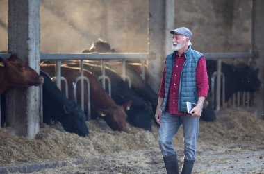 Olgun bir çiftçi çiftlikte tatmin olmuş bir ifadeyle yürüyor ve arka planda inekler var.