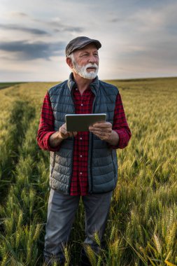 Baharın sonlarında altın buğday tarlasında duran tabletli kıdemli çiftçinin portresi