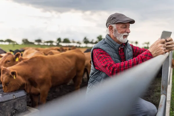 牧場で赤いアンガス牛の前にタブレットを保持している成熟した農家 — ストック写真