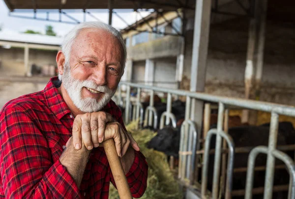 Portrait of smiling senior farmer resting leaning on shovel handle in front of cows on dairy farm