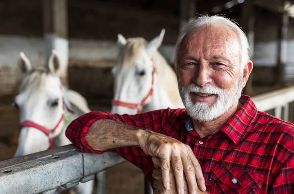 Portrait of senior farmer leaning on fence of white horses lipizzaner stable