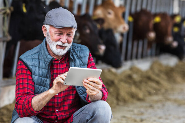 Зрелый фермер держит планшет перед скотом Красного Ангуса на ранчо