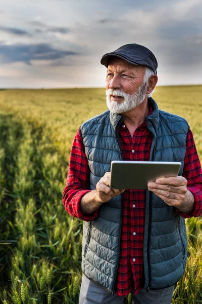 Baharın Sonlarında Altın Buğday Tarlasında Duran Tabletli Kıdemli Çiftçinin Portresi — Stok fotoğraf