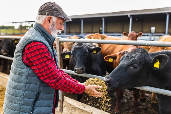 Reifer Bauer Füttert Schwarze Angus Rinder Auf Ranch Stockfoto