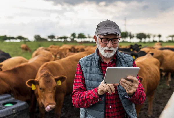 牧場で赤いアンガス牛の前にタブレットを保持している成熟した農家 ストック画像