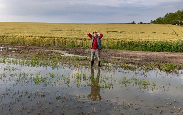 春の作物と洪水の農地の池のそばに立っている上級農民 ストックフォト