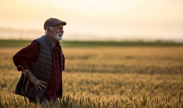 春下旬の日没に金小麦畑に立っている上級農民の肖像画 ロイヤリティフリーのストック画像