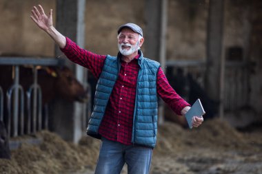 Olgun çiftçi kollarını kaldırarak yürüyor ve çiftlikte gülen yüz ifadesi ve arka planda inekler var.