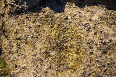 Yosun ve deniz yosunlarıyla dokuyu kapat.