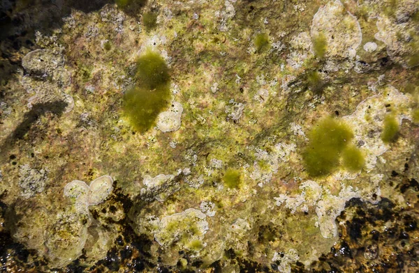 用海藻在海水 图案中封闭石头 — 图库照片