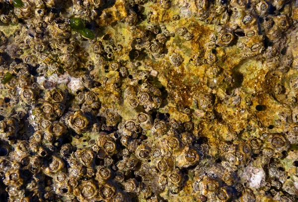 海水中的海藻与石材的紧密贴合 — 图库照片