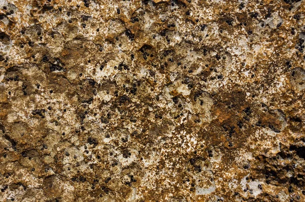 Close Texture Algae Stone Sea Royalty Free Stock Images
