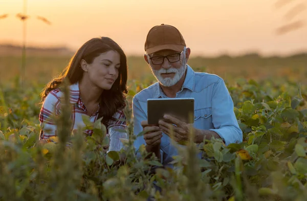 Mature Man Farmer Young Woman Looking Tablet Checking Soybean Quality — Stock Photo, Image