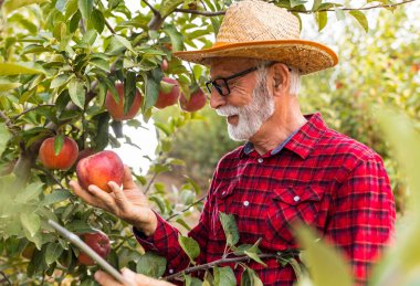 Kıdemli çiftçi sonbaharda hasattan önce kırmızı elma kalitesini kontrol ediyor.