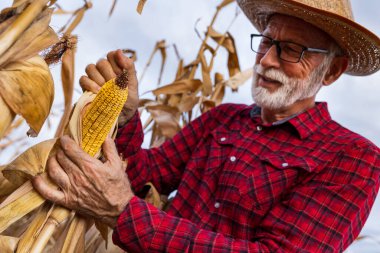 Kıdemli çiftçi sonbaharda hasat öncesi mısır koçanı kalitesini kontrol ediyor.