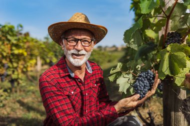 Tatmin olmuş yaşlı çiftçinin portresi. Hasattan önce üzüm kalitesini kontrol ediyor.