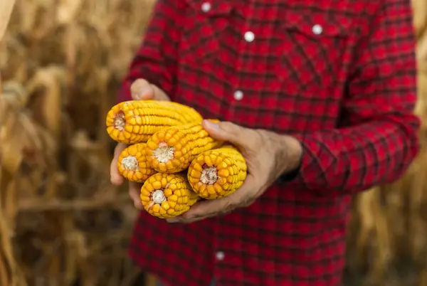 Close Agricultores Seniores Mãos Segurando Espigas Milho Época Colheita — Fotografia de Stock