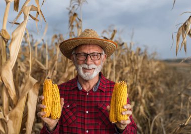 Hasattan önce mısır koçanı gösteren kıdemli çiftçi.