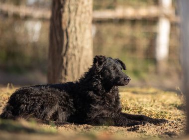 Tatlı siyah köpek sonbahar güneşinde güneşleniyor, gözleri kapalı yerde yatıyor.