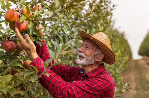 Hasattan önce meyve bahçesinde bir sürü olgun kırmızı elmayla dala bakan memnun çiftçi.