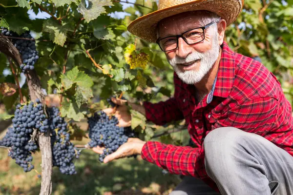 Portrait of satisfied senior farmer checking  grape quality before harvest