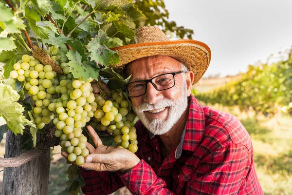 Satisfied senior farmer checking white grapes quality before harvest