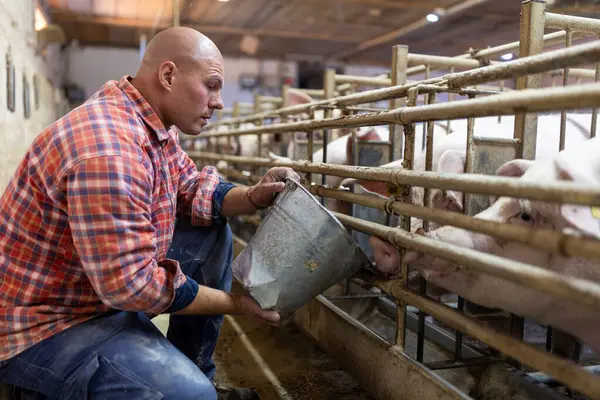 Landwirt Füttert Schweine Mit Trockenfutter Aus Eimer Schweinestall lizenzfreie Stockbilder