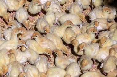 Bir grup yeni doğmuş ızgara, kümes hayvanları çiftliğinde tavuk.