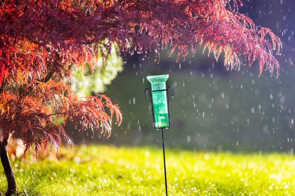Plastic rain gauge in garden beside red acer collecting water during summer rain