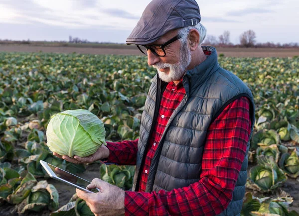 Senior farmer holding head of cabbage and tablet in other hand in field in harvest time