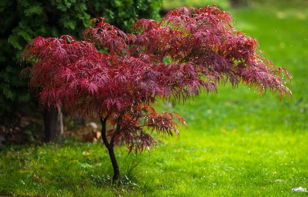 Acer Palmatum Atropurpureum Foglie Rosse Acero Giapponese Giardino Dopo Pioggia Foto Stock