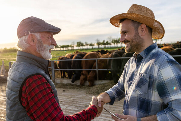 Два фермера, молодые и зрелые, пожимают руки и заключают сделку перед быками на ранчо