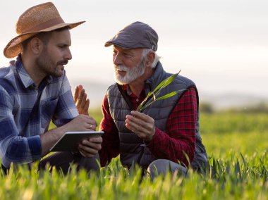 İki çiftçi yeşil buğday tarlasında çömelmiş, filiz tutuyorlar, tablet kullanıyorlar ve tartışıyorlar, bahar zamanı