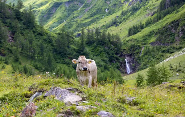 Kahverengi İsviçre sığırları, Salzburg bölgesindeki Avusturya Alp Dağları 'nın güzel manzarasında özgürce yürüyor.