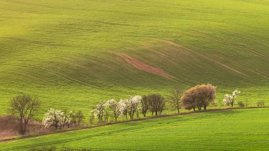 Çek Cumhuriyeti 'nin Moravya bölgesindeki yeşil tarlalarla çevrili çiçek açan ağaçların manzarası