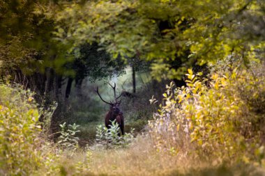 Çiftleşme mevsiminde ormanda duran boynuzlu kırmızı geyik (cervus elaphus). Doğal yaşam ortamında vahşi yaşam