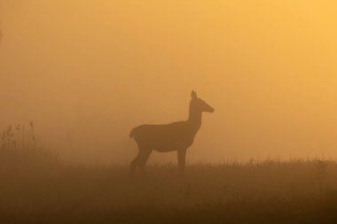 Güneşin doğuşuyla sisli bir sabahta çayırda duran arka (kızıl geyik dişi) silueti, doğal ortamdaki vahşi yaşam