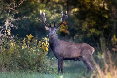 Kızıl geyik (cervus elaphus), çiftleşme mevsiminde büyük boynuzları ormanda dikilip kameraya bakar. Doğal yaşam ortamında vahşi yaşam