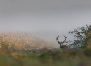 Kızıl geyik (cervus elaphus) büyük boynuzları ile sazlıkta durur ve çiftleşme mevsiminde kameraya bakar. Doğal yaşam ortamında vahşi yaşam