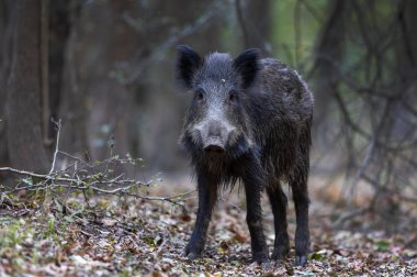 Genç yaban domuzu (sus scrofa ferus) ormanda dikilip kameraya bakıyor. Doğal yaşam ortamında vahşi yaşam