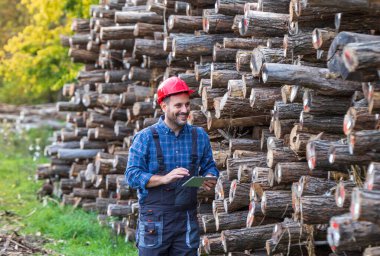 Tablet tutan yakışıklı orman mühendisi ve ormanda istiflenmiş ağaç gövdelerini kontrol ediyor
