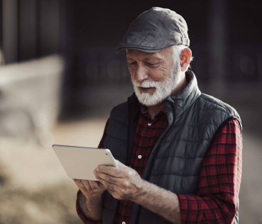 Sığır çiftliğinde tablet kullanan kıdemli çiftçi. Akıllı tarım sektörü kavramı