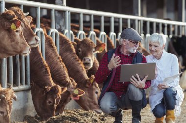 Beyaz önlüklü kıdemli çiftçi ve veteriner ahırda Red Angus sığırlarının buzağılarını kontrol ediyor ve dizüstü bilgisayarla çalışıyor.