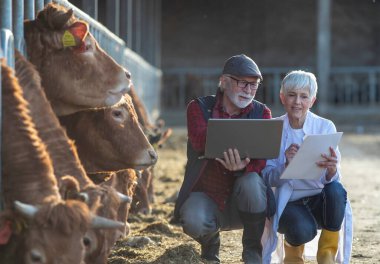 Beyaz önlüklü kıdemli çiftçi ve veteriner ahırda Red Angus sığırlarının buzağılarını kontrol ediyor ve dizüstü bilgisayarla çalışıyor.