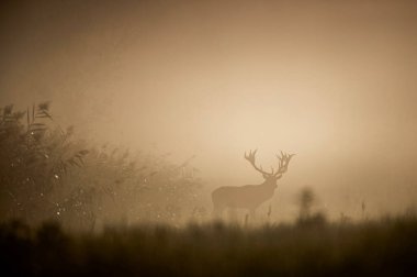 Kızıl geyik (cervus elaphus) sisli bir sabahta kamış tarlasında duran boynuzlarıyla. Doğal yaşam ortamında vahşi yaşam