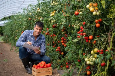 Çiftçi serada diz çöker ve etrafını bol domates bitkileri sarmışken notlar alır. Olgun ve olgunlaşmamış domateslerin canlı renkleri boşluğu doldurur.