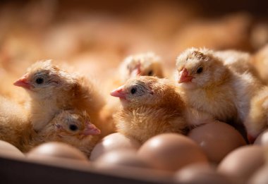 Küçük, şirin yeni doğmuş civcivler, kuluçka makinesinde yumurtadan çıktılar.