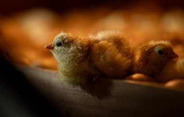 Küçük, şirin yeni doğmuş civcivler, kuluçka makinesinde yumurtadan çıktılar.